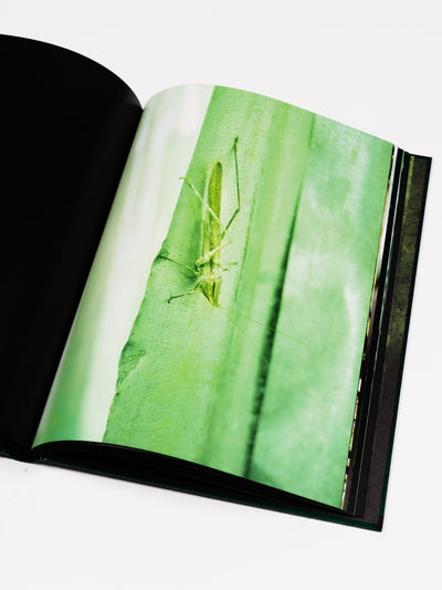 NSENENE by Michele Sibiloni